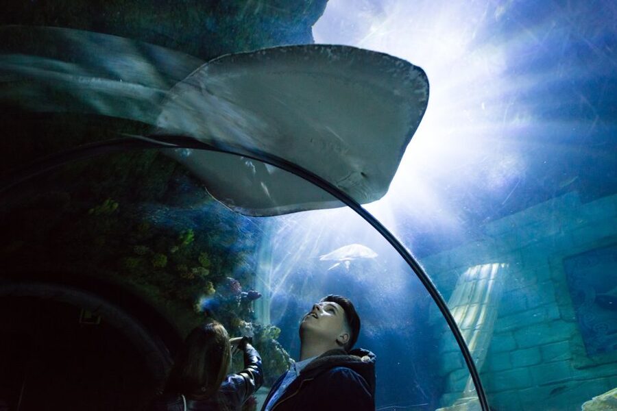 SEA LIFE Porto Full-Day Entrance Ticket - Key points to know before you go