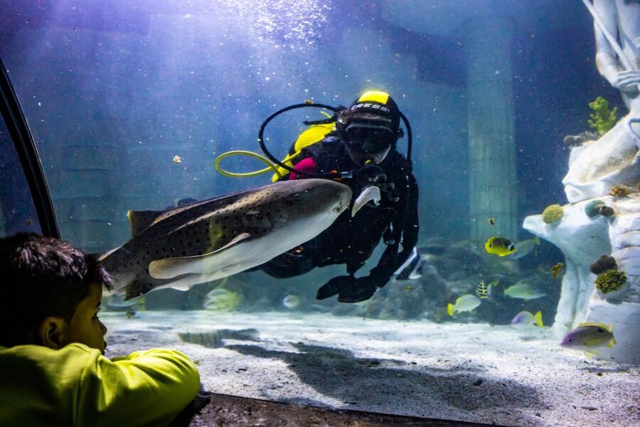 SEA LIFE Porto Full-Day Entrance Ticket - What you will find at SEA LIFE Porto