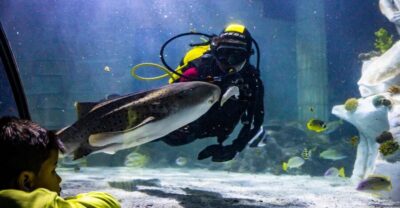 SEA LIFE Porto Full-Day Entrance Ticket