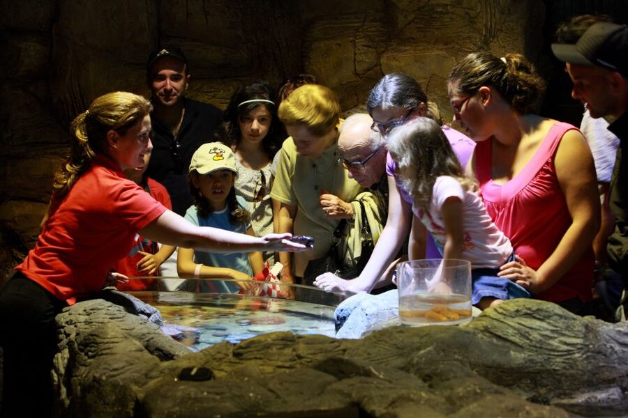 SEA LIFE Porto Full-Day Entrance Ticket - Use the talks and feeding demonstrations
