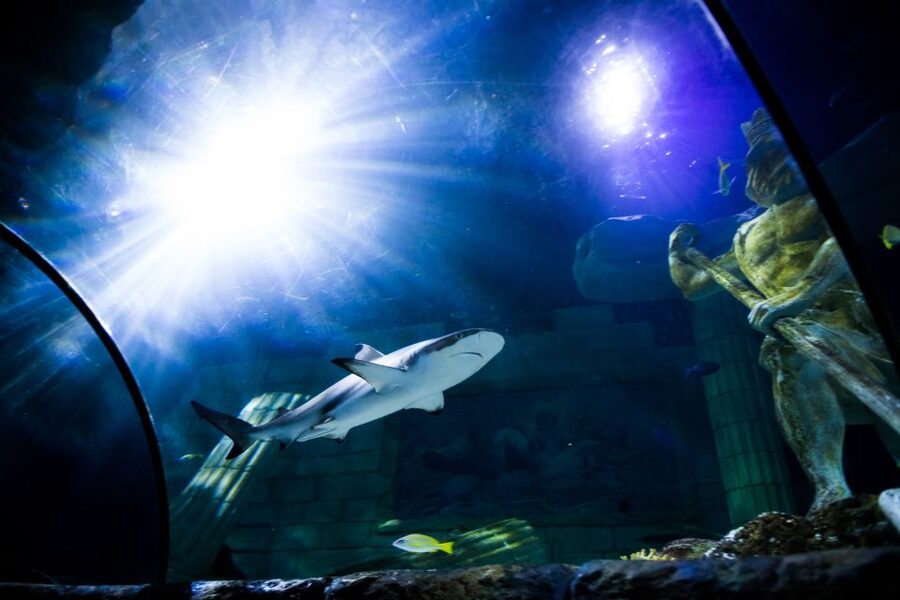 SEA LIFE Porto Full-Day Entrance Ticket - Plan your day around the Atlantic coast
