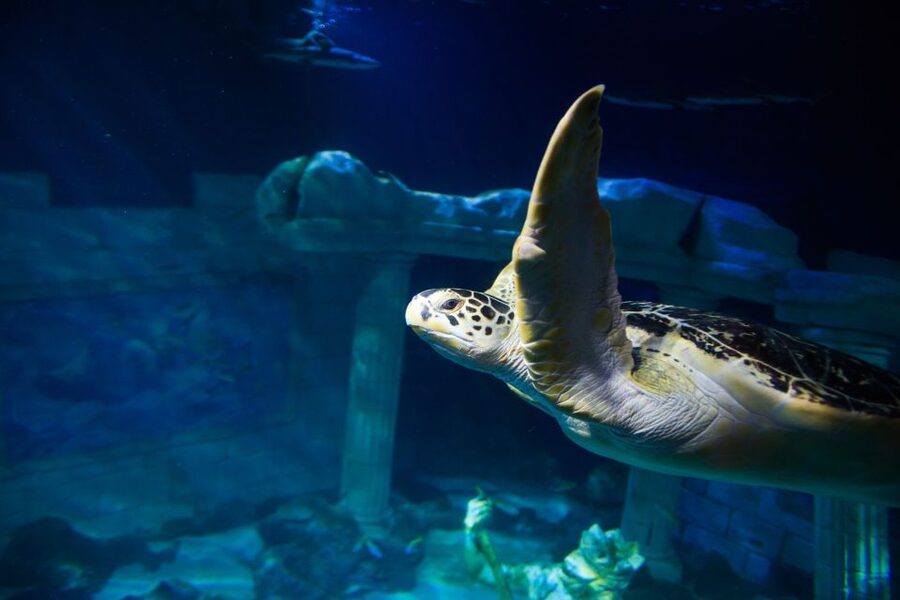 SEA LIFE Porto Full-Day Entrance Ticket - Practical details for your visit
