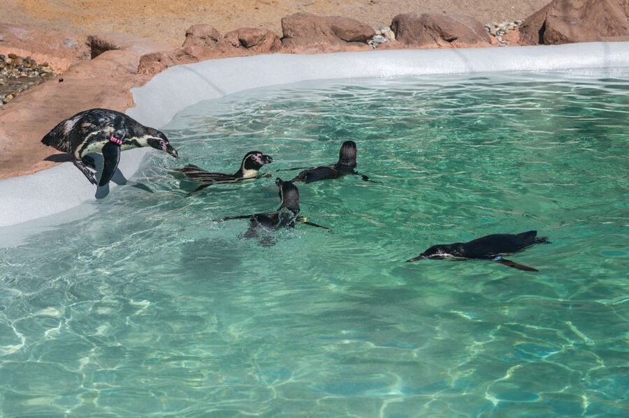 SEA LIFE Porto Full-Day Entrance Ticket - Should you book SEA LIFE Porto?