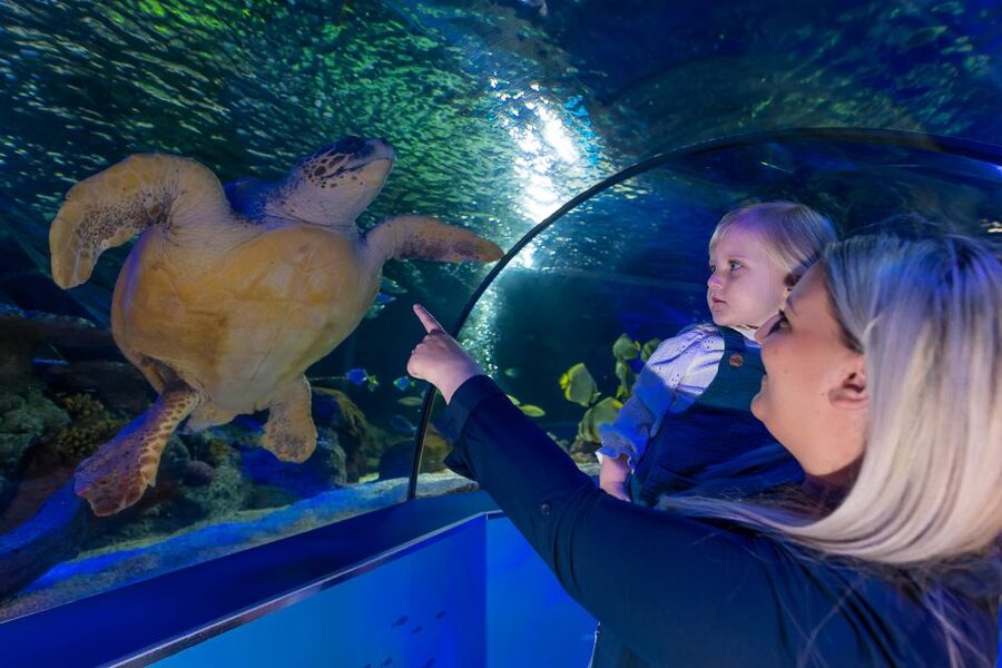 Sea Life Scarborough - Key things to know before you go