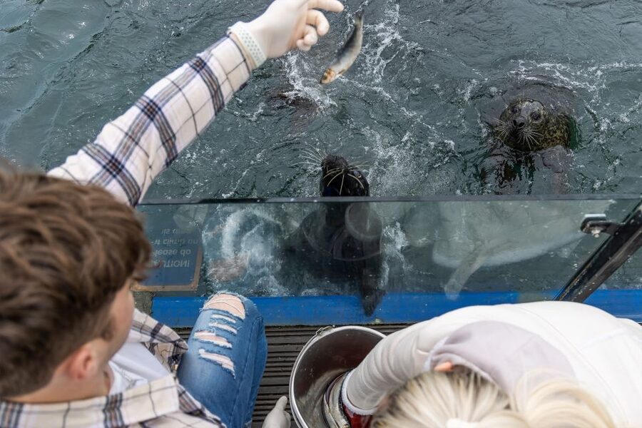 Sea Life Scarborough - The Seal Hospital tells a local rescue story