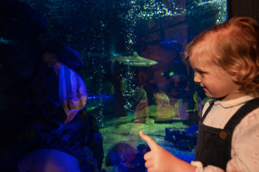 Sea Life Scarborough - Talks, feeding times and the Dive Adventure Quiz