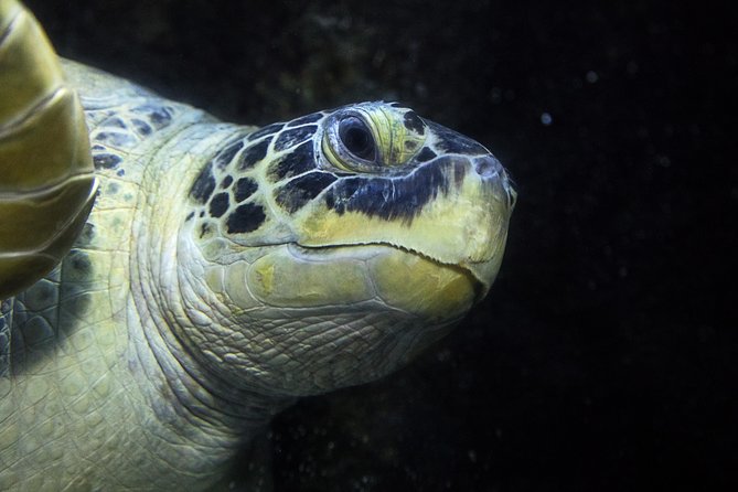 SEA LIFE Speyer Admission Ticket - Timed entry helps, but crowds still matter