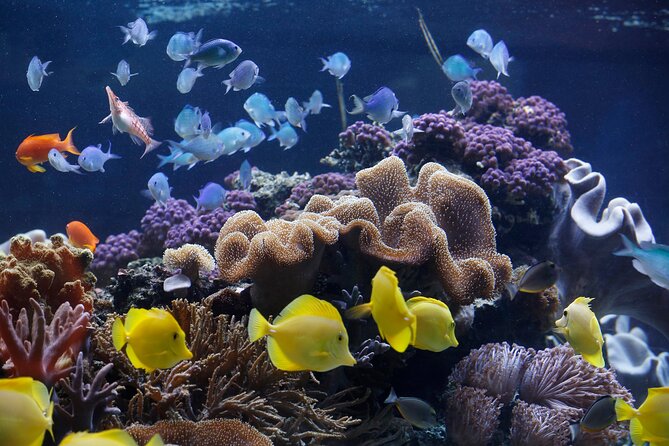 SEA LIFE Speyer Admission Ticket - The Mediterranean tunnel puts you below the waterline
