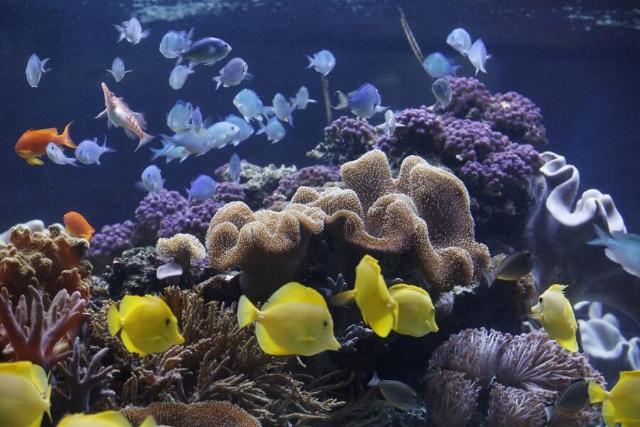 Sea Life Speyer Ticket - Key points at a glance