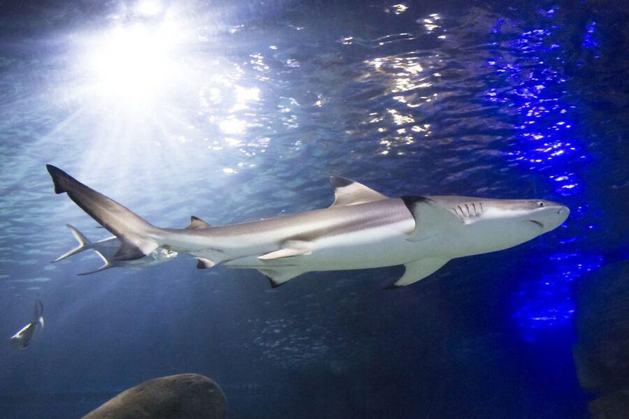 Sea Life Speyer Ticket - Getting there without parking stress