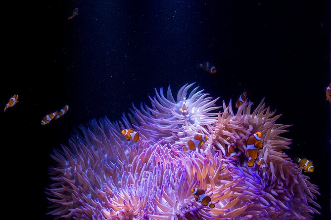 SEA LIFE Sunshine Coast Aquarium Entrance Ticket - Coral Cove and the Jellyfish Kingdom