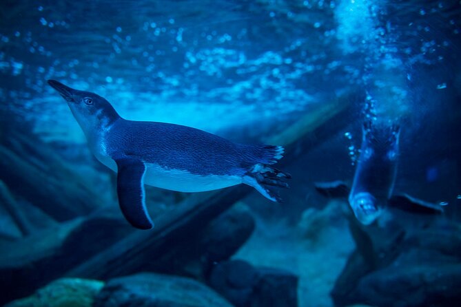 SEA LIFE Sunshine Coast Aquarium Entrance Ticket - How long to stay and how to plan your visit
