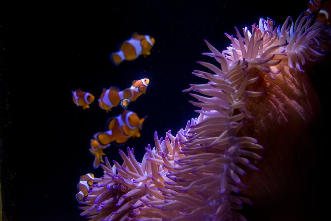 SEA LIFE Sunshine Coast Aquarium Entrance Ticket - Bay of Rays and the live animal talks