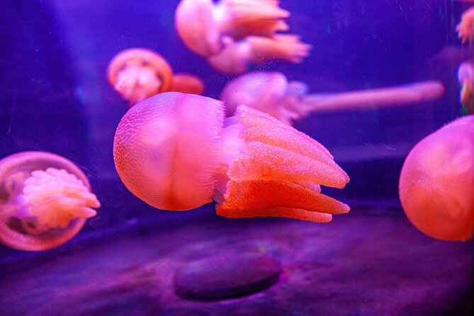 SEA LIFE Sydney Aquarium Entrance Ticket - The Great Barrier Reef from day to night