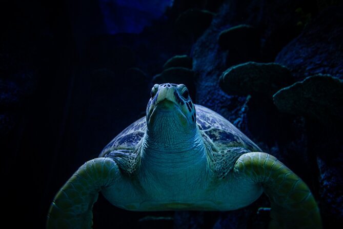 SEA LIFE Sydney Aquarium Entrance Ticket - Penguin Expedition and the 6°C boat ride
