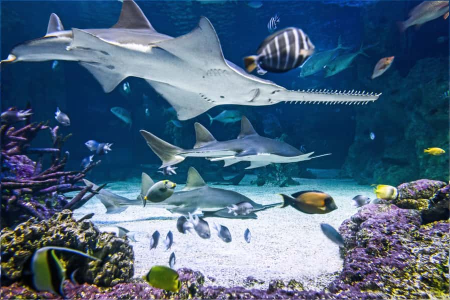 SEA LIFE Sydney Aquarium Entry Ticket - Key things to know before you go