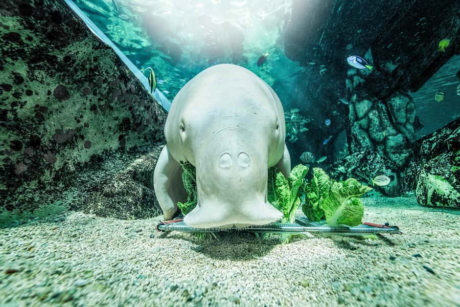 SEA LIFE Sydney Aquarium Entry Ticket - Is the $31 ticket good value?