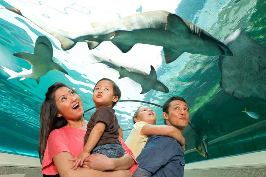 SEA LIFE Sydney Aquarium Entry Ticket - Sharks, dugongs, and penguins in the heart of Sydney