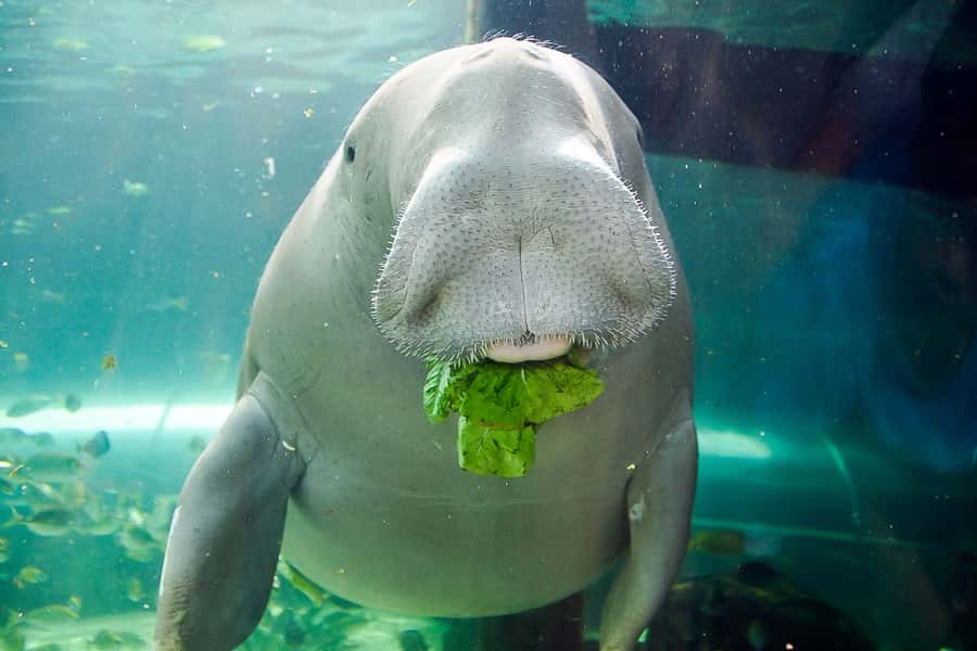 SEA LIFE Sydney Aquarium Entry Ticket - The Great Barrier Reef display brings the scale