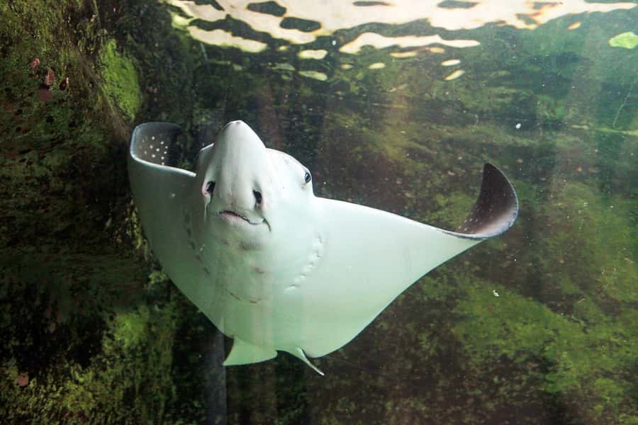SEA LIFE Sydney Aquarium Entry Ticket - How much time should you allow?