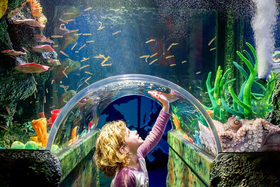 SEA LIFE Sydney Aquarium Entry Ticket - Starting at Darling Harbour