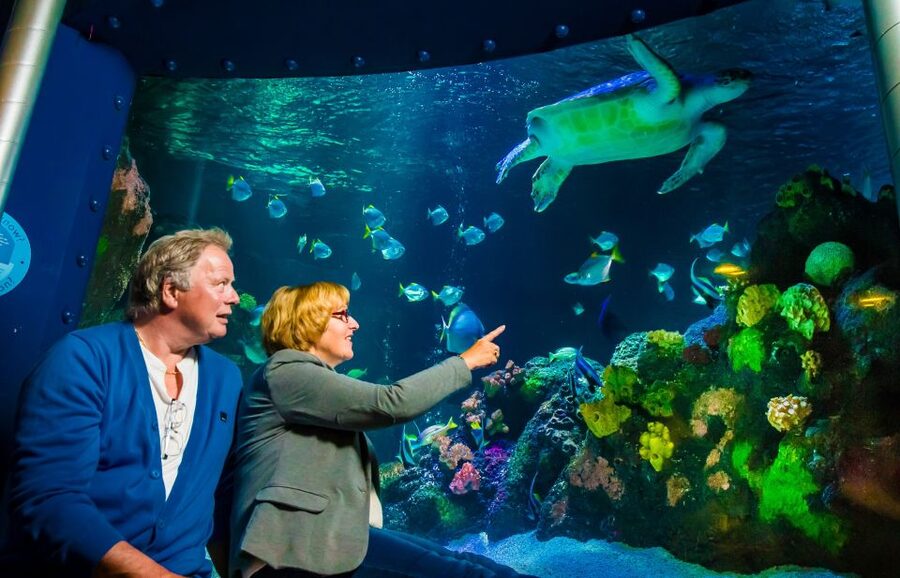 SEA LIFE Timmendorfer Strand Ticket - The underwater tunnel is the main event