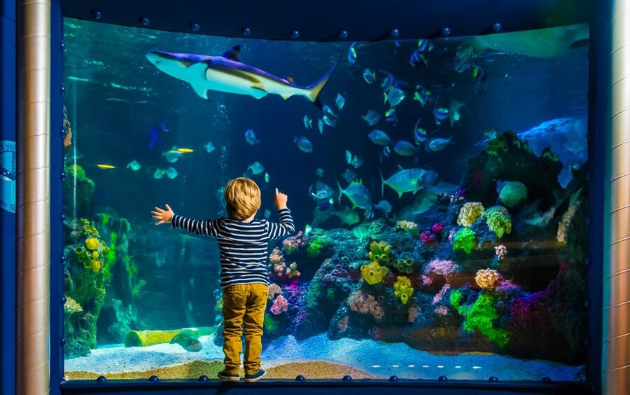 SEA LIFE Timmendorfer Strand Ticket - From the North Sea to tropical oceans
