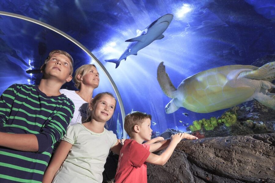 SEA LIFE Timmendorfer Strand Ticket - Live feedings add rhythm to the visit