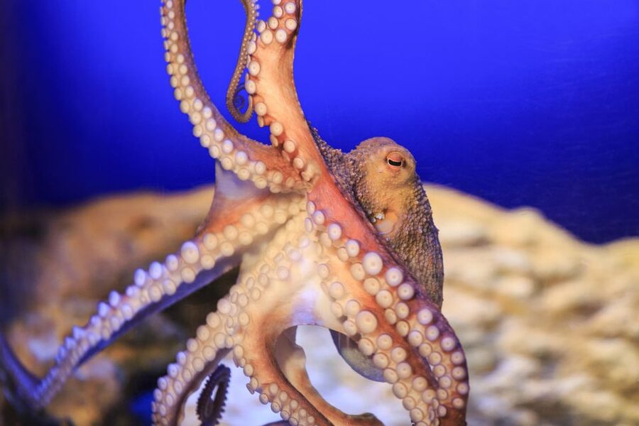 SEA LIFE Timmendorfer Strand Ticket - The touch pool gives children a closer look