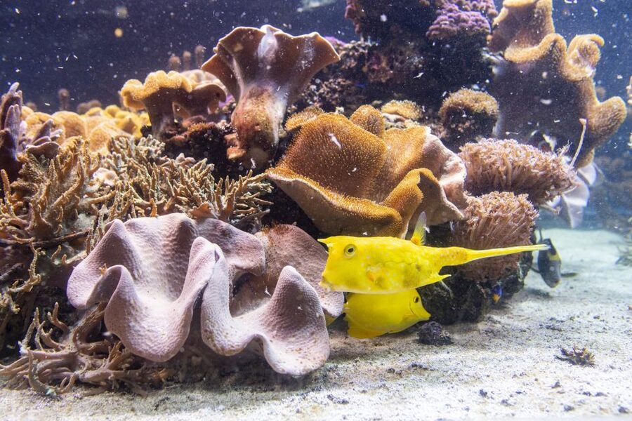 SEA LIFE Timmendorfer Strand Ticket - A practical visit beside the Baltic beach