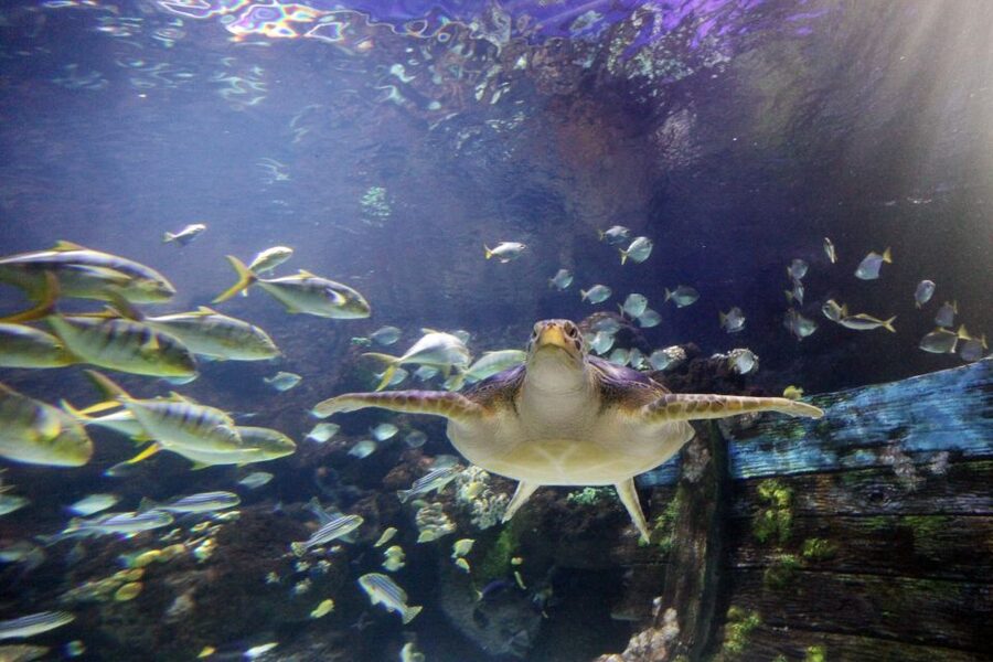 SEA LIFE Timmendorfer Strand Ticket - Wheelchair access, strollers, and useful restrictions