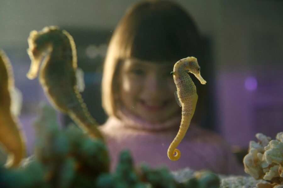 SEA LIFE Timmendorfer Strand Ticket - A rainforest stop with a boa constrictor