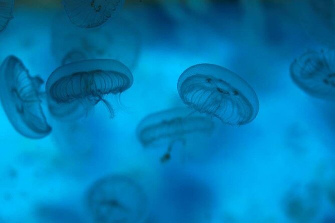 SEA LIFE Weymouth Admission Ticket - Access, transport, and the mobile ticket
