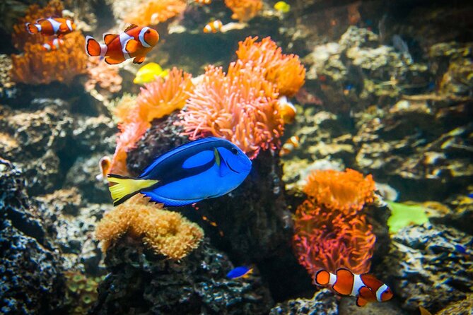 SEA LIFE Weymouth Admission Ticket - Booking ahead and keeping plans flexible
