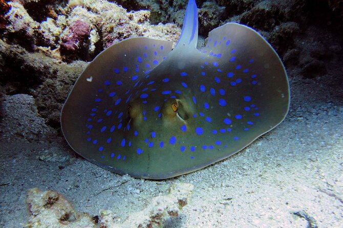 SEA LIFE Weymouth Admission Ticket - Who should book SEA LIFE Weymouth?