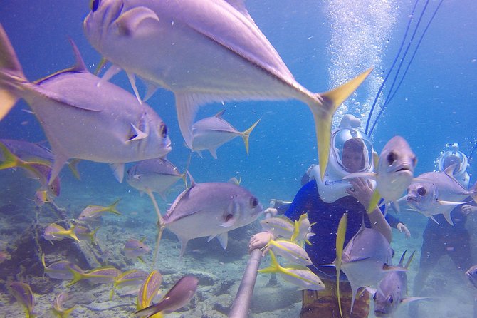 Sea Trek Helmet Dive at Coral World Ocean Park - Photos, souvenirs, and the extra-cost question