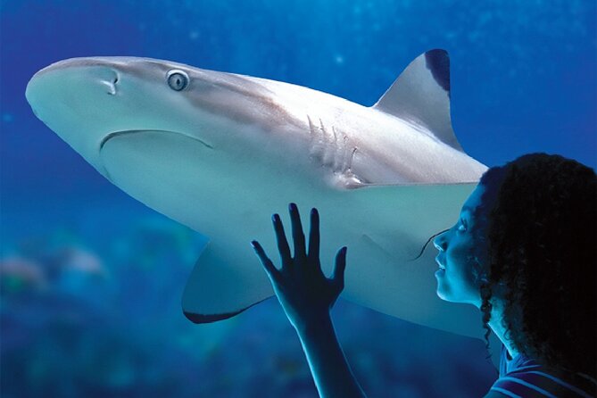 Sealife Benalmadena Entrance Ticket - A compact visit, with real limits