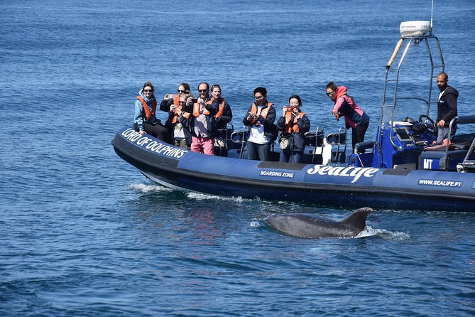 Sealife Sea Safari, Dolphin Watching with Marine Biologist's Lagos - What the Marine Biologists Add