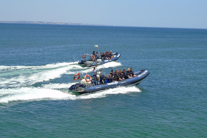 Sealife Sea Safari, Dolphin Watching with Marine Biologist's Lagos - Other Wildlife You Might See