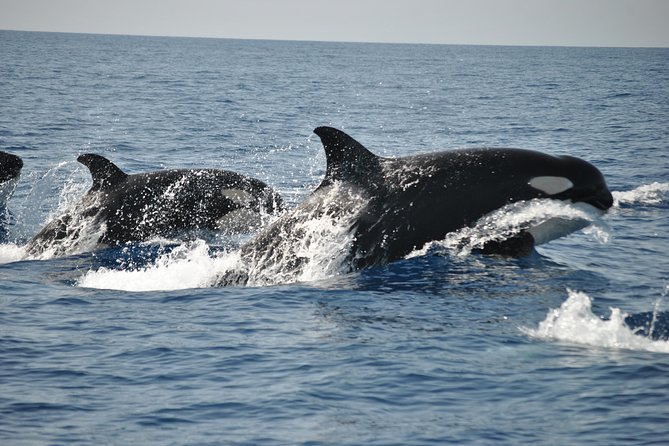 Sealife Sea Safari, Dolphin Watching with Marine Biologist's Lagos - Boat Comfort, Weather, and What to Wear