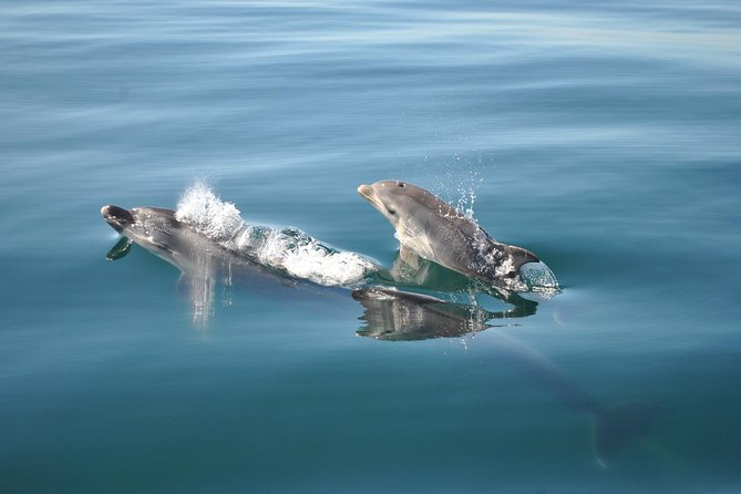 Sealife Sea Safari, Dolphin Watching with Marine Biologist's Lagos - Small Groups and Value at $48.39