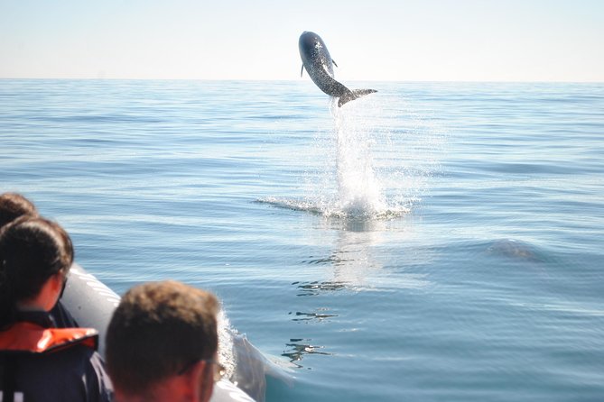 Sealife Sea Safari, Dolphin Watching with Marine Biologist's Lagos - Families, Couples, and First-Time Wildlife Watchers