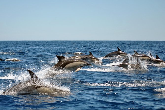 Sealife Sea Safari, Dolphin Watching with Marine Biologist's Lagos - Watching Dolphins Without Chasing Them