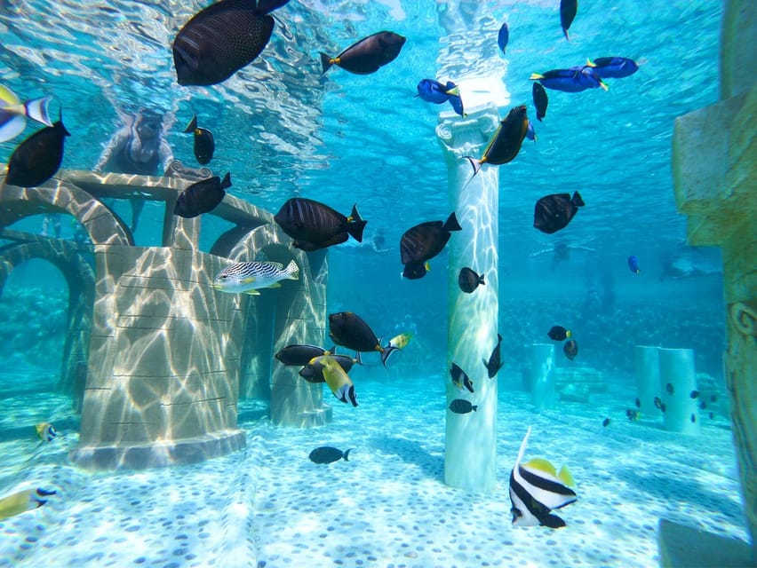 Seapark: Swimming in Pool Aquarium with Authentic Creatures - Lunch, showers, lockers, and practical comfort