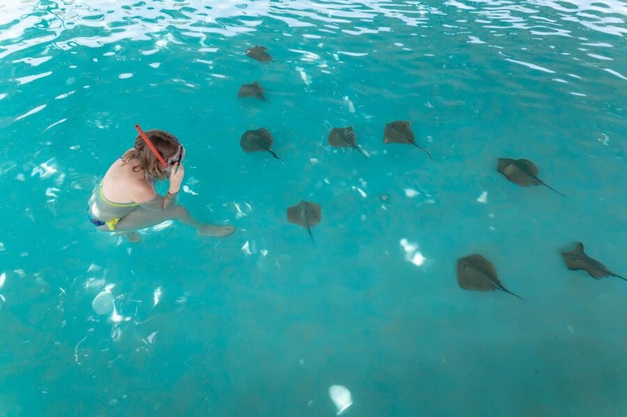 Seapark: Swimming in Pool Aquarium with Authentic Creatures - Is $142 a fair price?