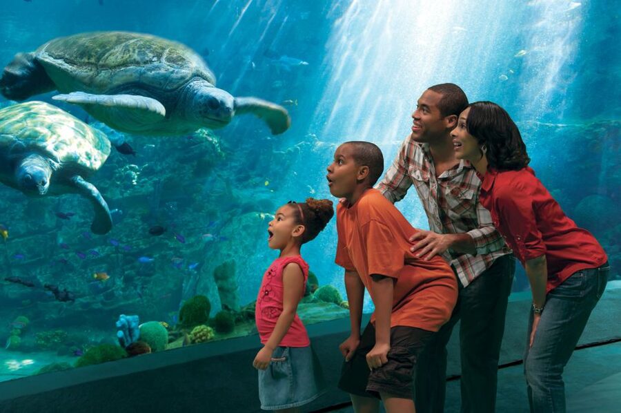 SeaWorld Orlando: Park Admission Ticket - Why SeaWorld works for mixed-age families