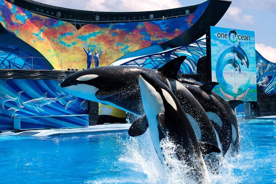 SeaWorld Orlando: Park Admission Ticket - Shows, splash zones, and seasonal events