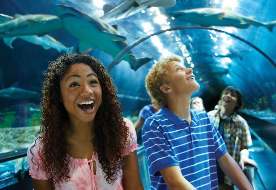 SeaWorld Orlando: Park Admission Ticket - Start with Mako, Manta, and Pipeline