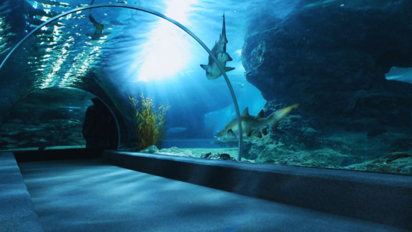 Seoul: Lotte World Aquarium Ticket - Why Lotte World Aquarium is worth your Seoul time