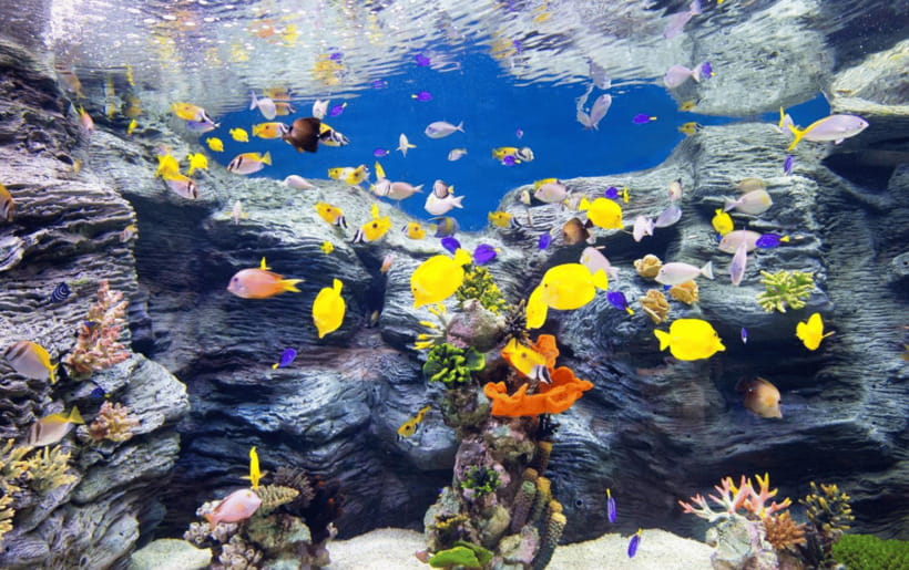 Seoul: Lotte World Aquarium Ticket - From rivers to five oceans